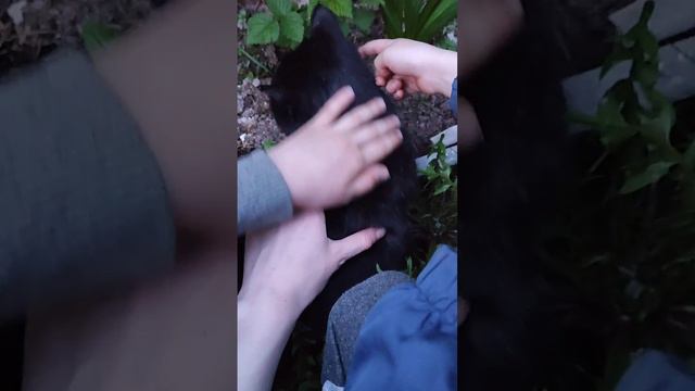 ДЕЛАЕМ СПА-ПРОЦЕДУРЫ КОТИКУ! смотреть онлайн