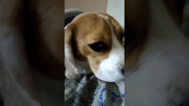 Кошка vs Собака. Кто круче? смотреть онлайн