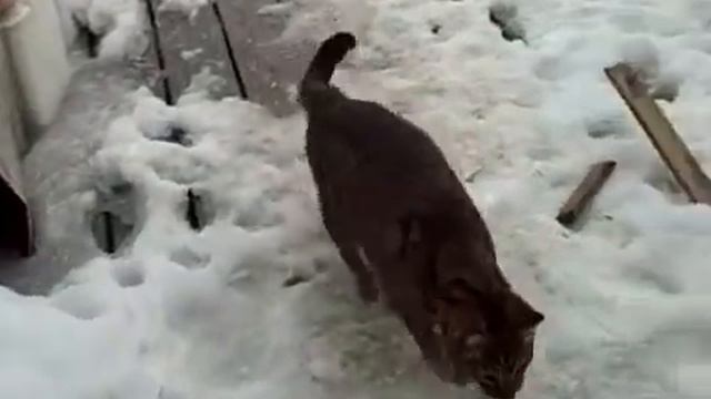 Про лиса смотреть онлайн