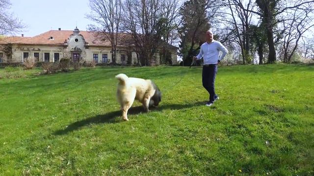 CAUCASIAN SHEPHERD Dog Breed in 3 Minutes (2021)! смотреть онлайн