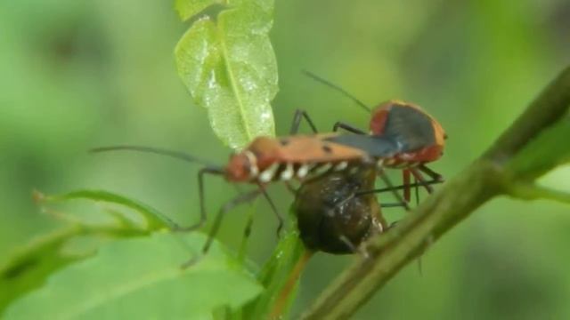 Nikon Coolpix L310 Video Testing. смотреть онлайн