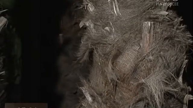 Прямое включение. Можно ли вырастить пальму дома? смотреть онлайн