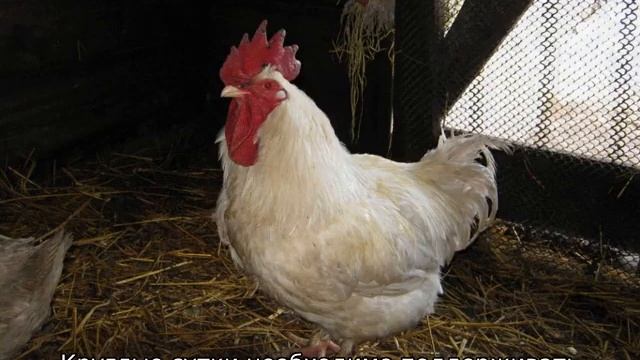 Куры Корниш смотреть онлайн