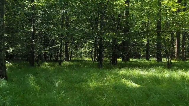 Релакс ВОСХитительная музыка для отдыха  сна расслабления