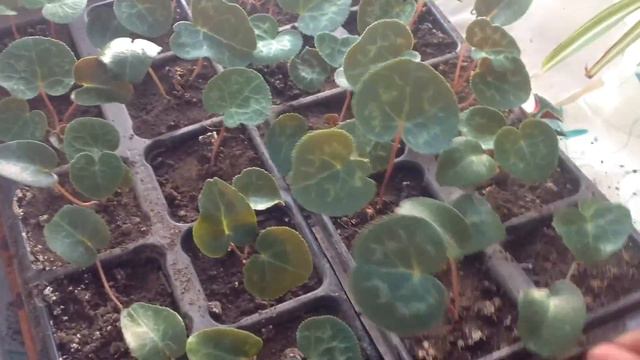 Мои цветы/ Цикламены из своих семян смотреть онлайн