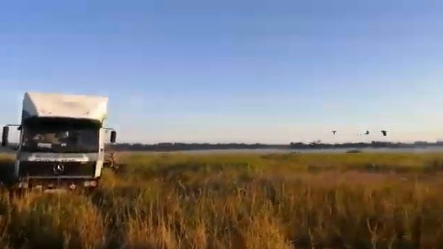 1 гонка молодых голубей 167км. КСГ "Голубь мира". Старт 24.07.2022 года. смотреть онлайн