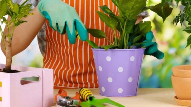 Кто сказал что нельзя цветы пересаживать зимой? смотреть онлайн