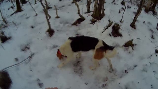 Охота на зайца в Архангельской области смотреть онлайн