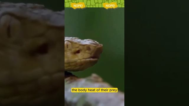 We can be Glad these Snakes are Stuck on a Island - Golden lancehead vipers смотреть онлайн