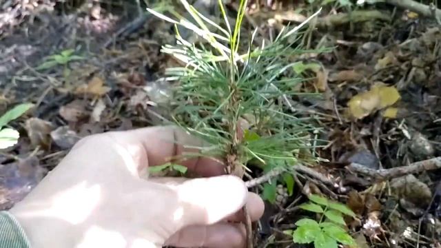 Посадка саженцев кедра. Неудачный опыт. Анализ состояния через год после посадки. смотреть онлайн