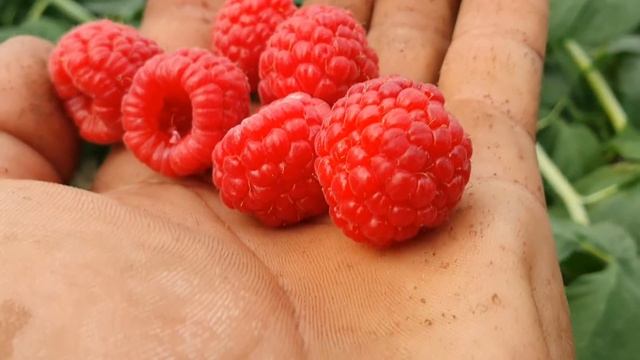 Чудо малина #2 Сладкая, крупная,красивая ягода!!! Высокоурожайный ремонтатный сорт. смотреть онлайн