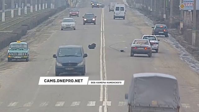 16+ Сбил собаку - 02.03.17 смотреть онлайн