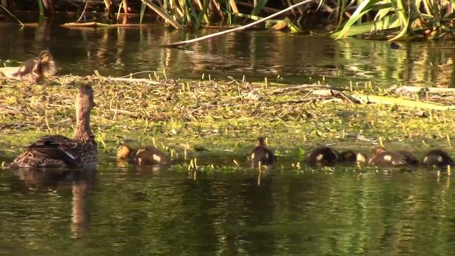 Дикие утки. Кряква с утятами || Wild ducks смотреть онлайн