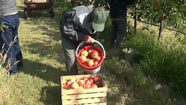Сбор урожая в Белоканах Раййан ООО смотреть онлайн