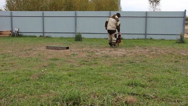 Немецкая овчарка Борк (3 месяца)/puppy training German Shepherd смотреть онлайн