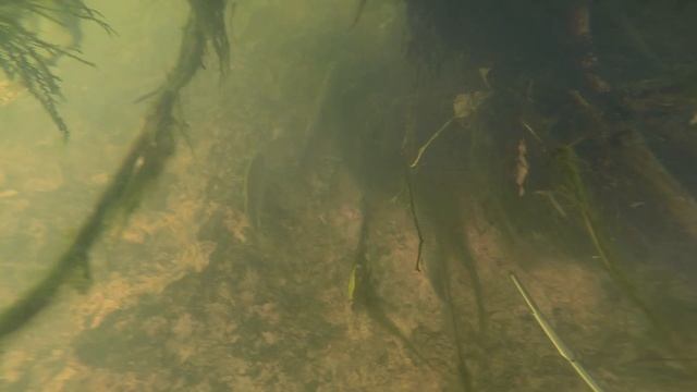 Подводная охота. река Воря. смотреть онлайн