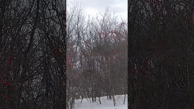 Свиристели прилетели, большая стая, лакомятся калиной #shorts #youtubeshorts #youtuber смотреть онлайн