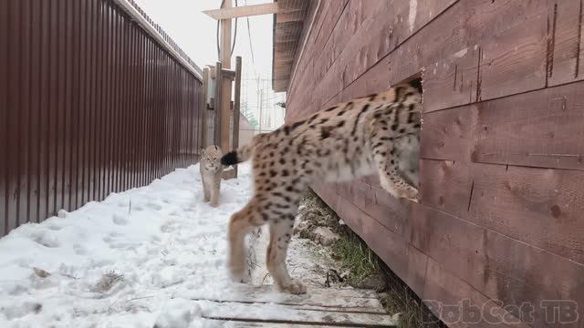 НЕУДАЧНАЯ ПОПЫТКА ⧸ Рыси гоняют Мартина. смотреть онлайн
