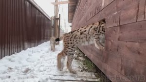 НЕУДАЧНАЯ ПОПЫТКА ⧸ Рыси гоняют Мартина.