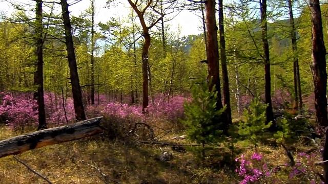 ПЕСНЯ О ЗАБАЙКАЛЬЕ смотреть онлайн