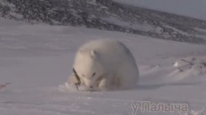 ПЕСЕЦ ИЛИ ПОЛЯРНАЯ ЛИСИЦА! обитатели заполярья.