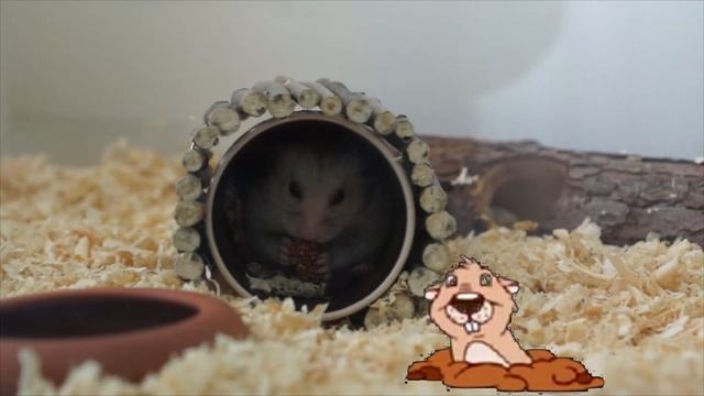 СИРИЙСКИЙ ХОМЯК.ЧЕМ КОРМИТЬ ХОМЯКА? ЧУМИЗА. смотреть онлайн