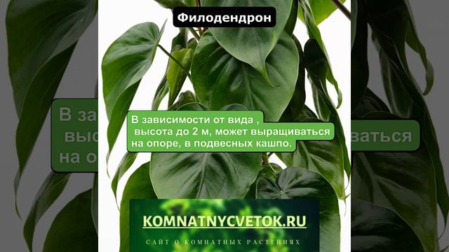 Филодендрон смотреть онлайн