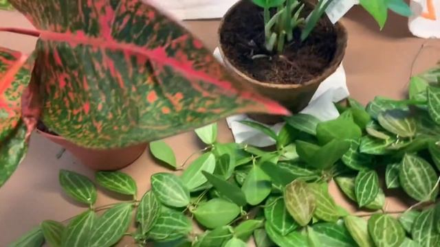 Watermelon Dischidia Ovata and more houseplants findings/haul смотреть онлайн