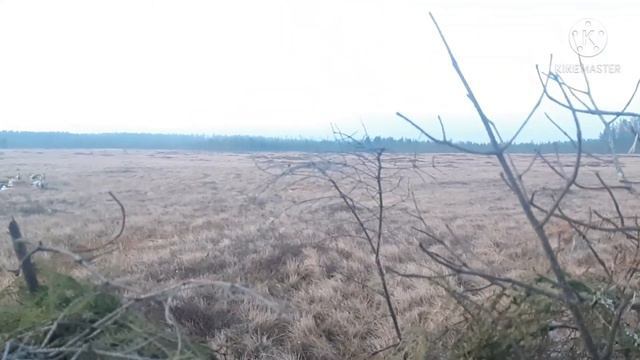 охота на гуся но..... смотреть онлайн