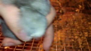 как определить пол цыпленка в суточном возрасте (до 7 суток)