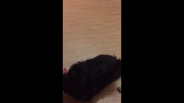 Чёрный пекинес девочка...))) смотреть онлайн