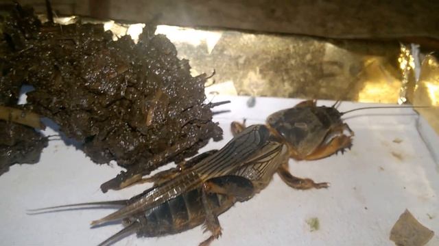 земляной медведь смотреть онлайн