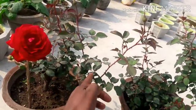 देशी गुलाब की hard pruning with update video part 2 // how to prune rose petals/ / смотреть онлайн