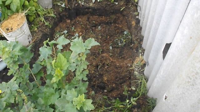 Как посадить магнолию STELLATA.