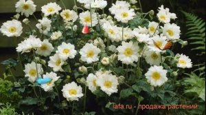 Анемона гибридная Вёлвинд (anemone hybrid whirlwind) ? обзор: как сажать, рассада анемоны Вёлвинд