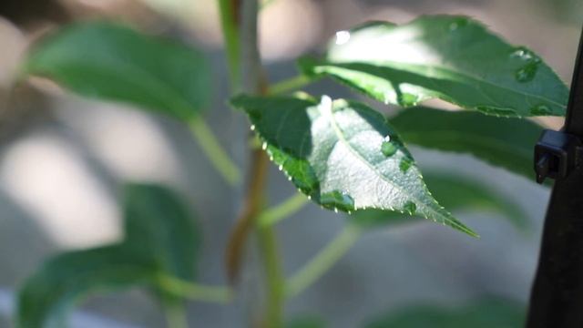 HARDY KIWI VINE UPDATE ? | 2021| Connecticut Garden смотреть онлайн