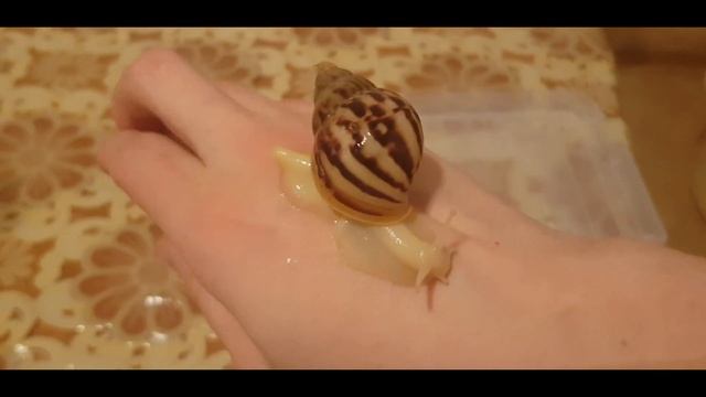 Уборка и переселение? Улитки Ахатины фулика альбино смотреть онлайн