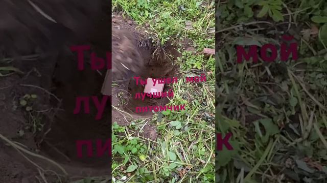 Ушел самый юный питомчик. смотреть онлайн