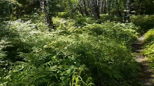 Берёзовый лес и пшеничное поле. Сибирь. Июль 2017. смотреть онлайн