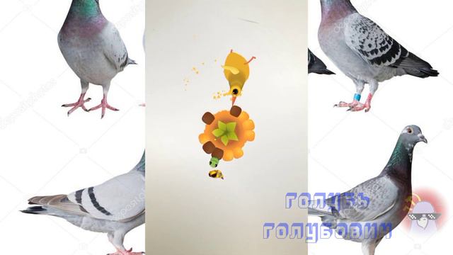 Прохождение Pigeon Pop #1