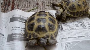 Спаривание сухопутных среднеазиатских черепах