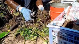 Как я храню Анемоны до весны  21