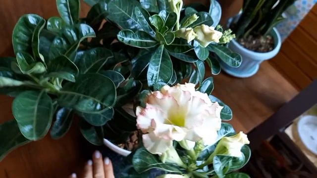 #адениум Grace смотреть онлайн