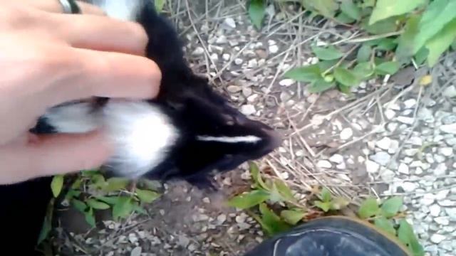 Baby Skunk Friend!! (ORIGINAL) смотреть онлайн
