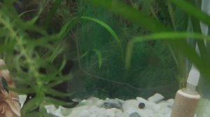 Как выглядит самка данио, готовая нереститься