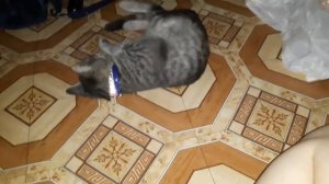 Как понять, что у кошечки начинается течка?