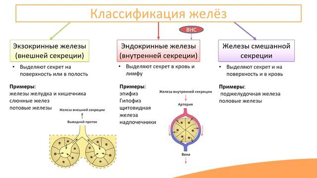 Основы эндокринной системы
