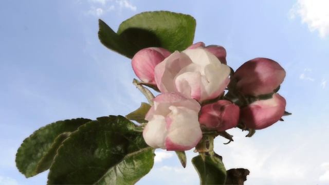 Cherry & Apple blossom time lapse. 4K #malus смотреть онлайн