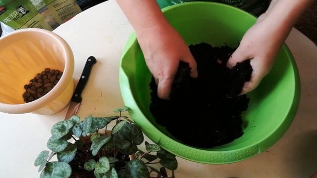 Перевалка альпийской фиалки, часть 1 (европейский цикламен) смотреть онлайн