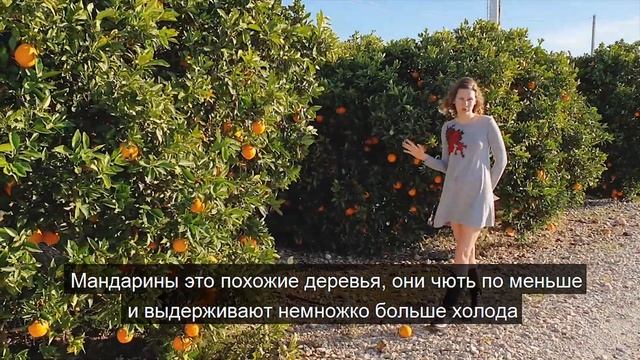 Как растут апельсины | Жизнь в Испании с Катей смотреть онлайн